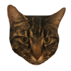 raccalicious's Avatar'