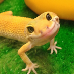 lil.lizard's Avatar'