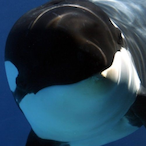 HeftyWhale's Avatar'