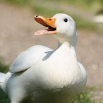 duckpwr's Avatar'