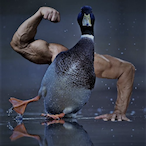 Duck._.._.'s Avatar'
