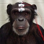 monkebrain.'s Avatar'