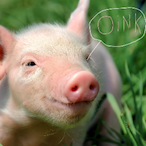 ThePigGoOink's Avatar'