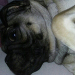 Galleta-Toddy's Avatar'