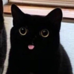 CatManiatic's Avatar'