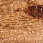 Soggy-Wood's Avatar'