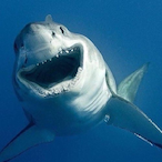 SHHHHARK's Avatar'
