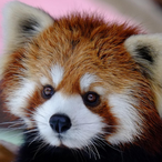 Lesser.Panda's Avatar'