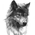 LiLFerret_'s Avatar'