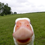 qvxzert's Avatar'