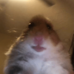 Hamster.Gang's Avatar'