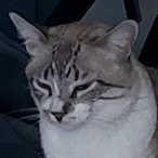Txozindelas's Avatar'