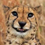 Frankuzl's Avatar'