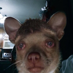 Vemikun's Avatar'