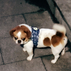 coolkiddog2018's Avatar'