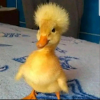 Geruchs_Neutral's Avatar'