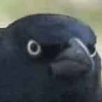 CrowOJudgement's Avatar'