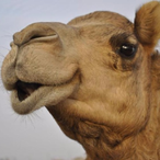 CamelDck's Avatar'