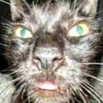 FafisJIJI's Avatar'
