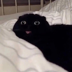 DaiUsotsuki's Avatar'