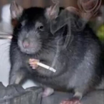 corridasHD-'s Avatar'