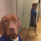 AssAssinDoG343's Avatar'