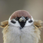 Chambird22's Avatar'