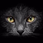 llMTWl's Avatar'