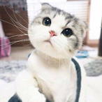 SunnyAn_1's Avatar'