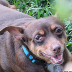 ILoveMyDogs99's Avatar'