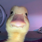 ReturdDuck.SASQ's Avatar'