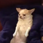 Cactusdog's Avatar'