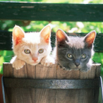 john_wickMk.2's Avatar'