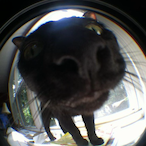 GodsBigJuicyNut's Avatar'