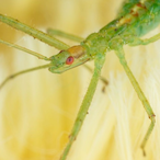 LittleGreenBug's Avatar'