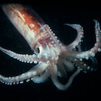 Friendly_Squid's Avatar'