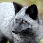 Silver_Canidae's Avatar'
