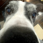 bennyboiioo's Avatar'