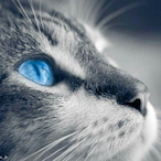 Rfly_'s Avatar'