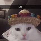 GatoDosGames's Avatar'