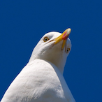 backonboy123's Avatar'