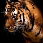 JWG.'s Avatar'