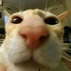 silvO0o.IT's Avatar'