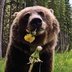 bagulthebear's Avatar'
