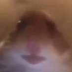 Iluvnetanyahu76's Avatar'