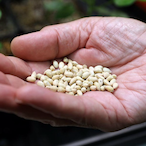 S-.-E-.-.E-.-.D's Avatar'