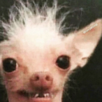 baghatesDOC's Avatar'