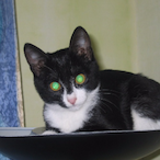 FTC_in_slippers's Avatar'