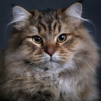 AllTalkNoCqck's Avatar'