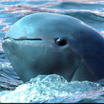 NextPlayerI's Avatar'